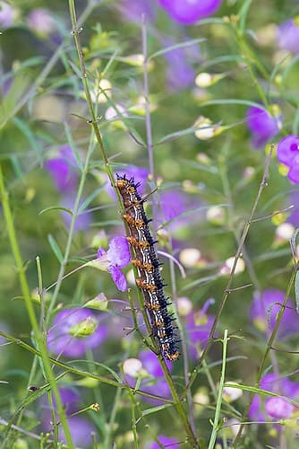 Common Buckeye caterpillar on Slender False Foxglove Lawrence County-Illinois Places Print